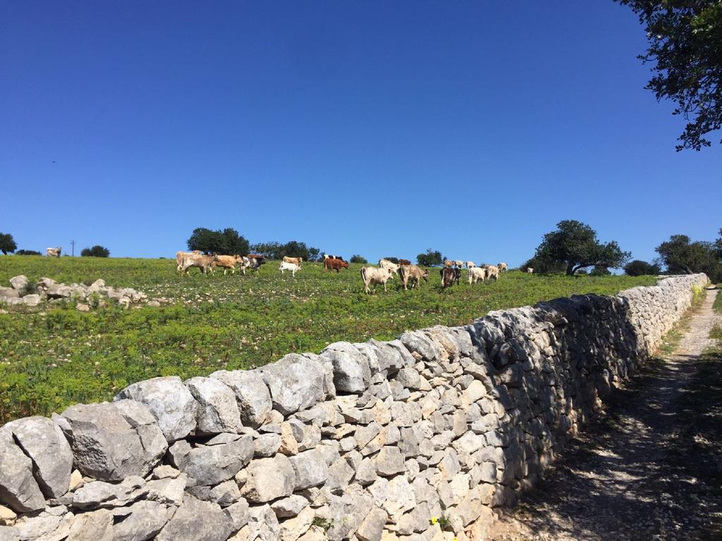 Il Baglio Di Kharrub Rural Guest House ปอซซัลโล ภายนอก รูปภาพ